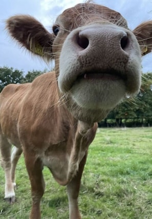 A close-up of a cow's face.