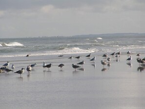 A beach with seagulls and waves. - 4 Star Holiday Home in Blokhus (Blokhus)