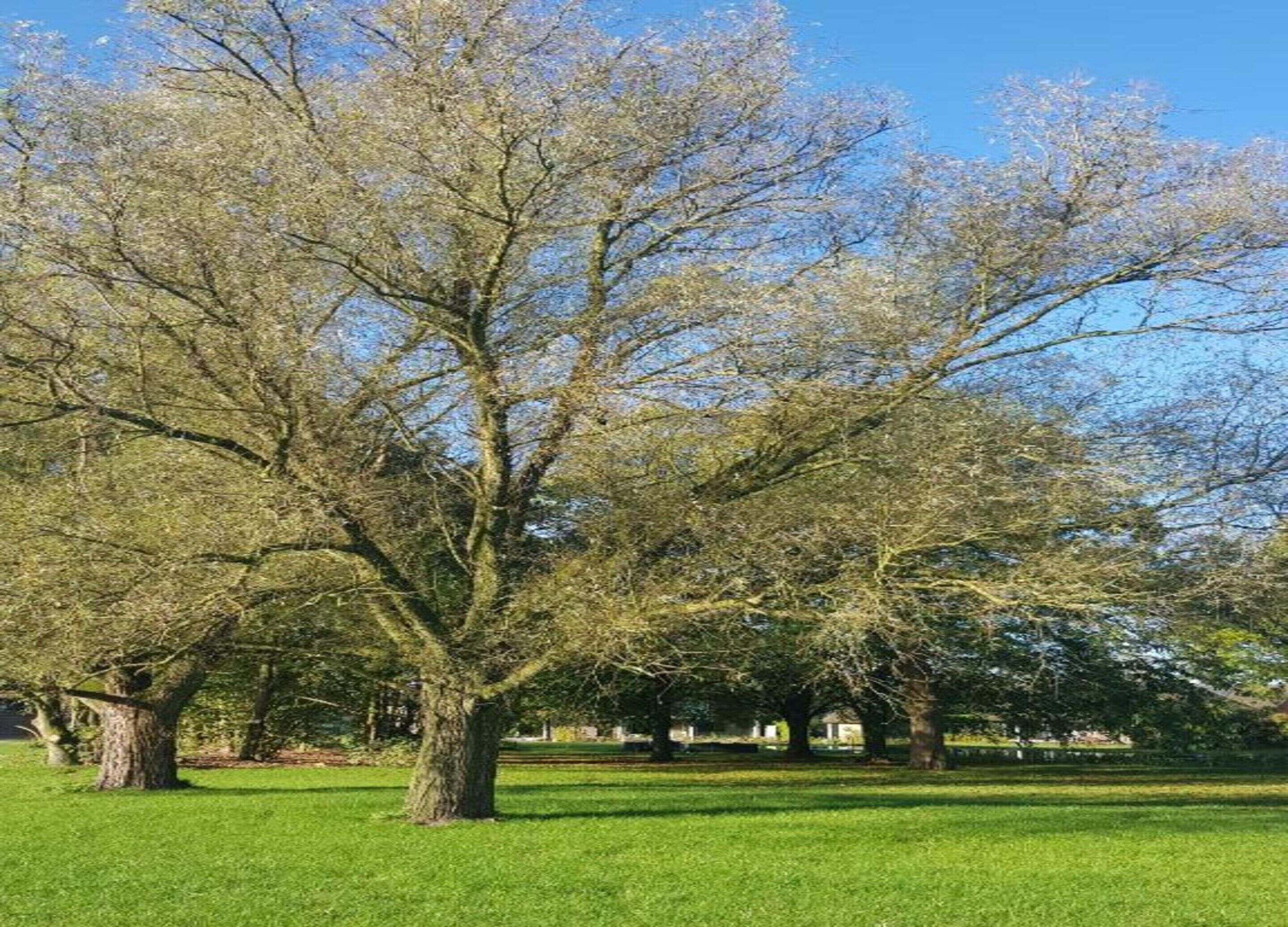A large tree in a park with a well-maintained lawn and a clear blue sky.