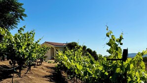 A vineyard with rows of grapevines, a building in the background, and a clear blue sky. - Cabañas Colibri (Valle de Guadalupe)