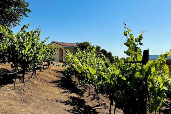 Habitación doble, vista a la colina | Vista al viñedo