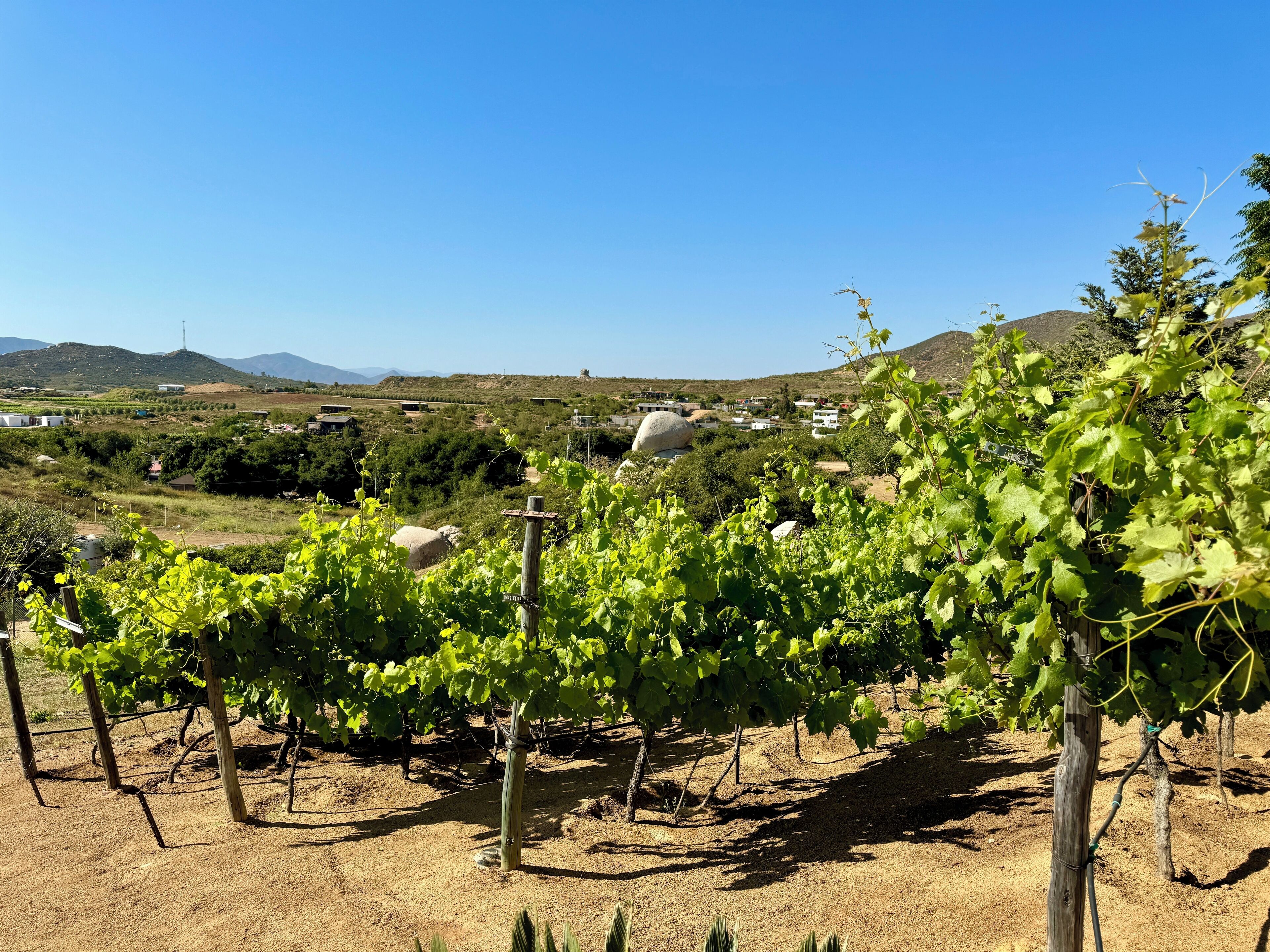 A vineyard with rows of grapevines, a clear sky, and distant hills.