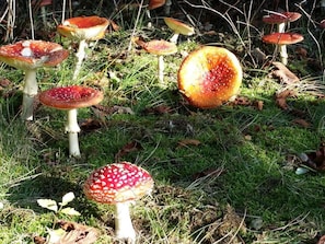 A group of mushrooms growing in a grassy area with some fallen leaves.