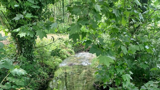 Un ruscello naturale circondato da fitta vegetazione e alberi.