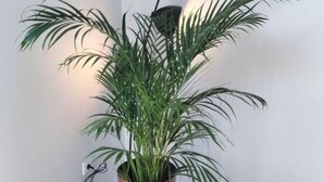 A potted plant with long green leaves in a copper-colored pot, placed on a wooden floor against a white wall.