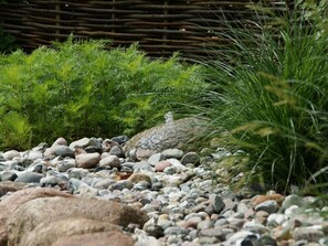 Un jardín con diversas plantas y rocas.