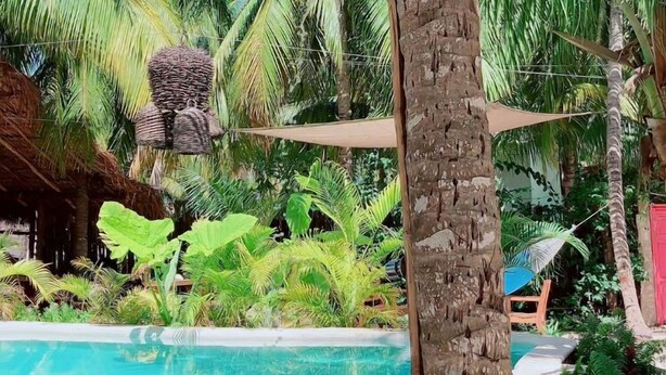 Una piscina rodeada de palmeras y plantas tropicales.