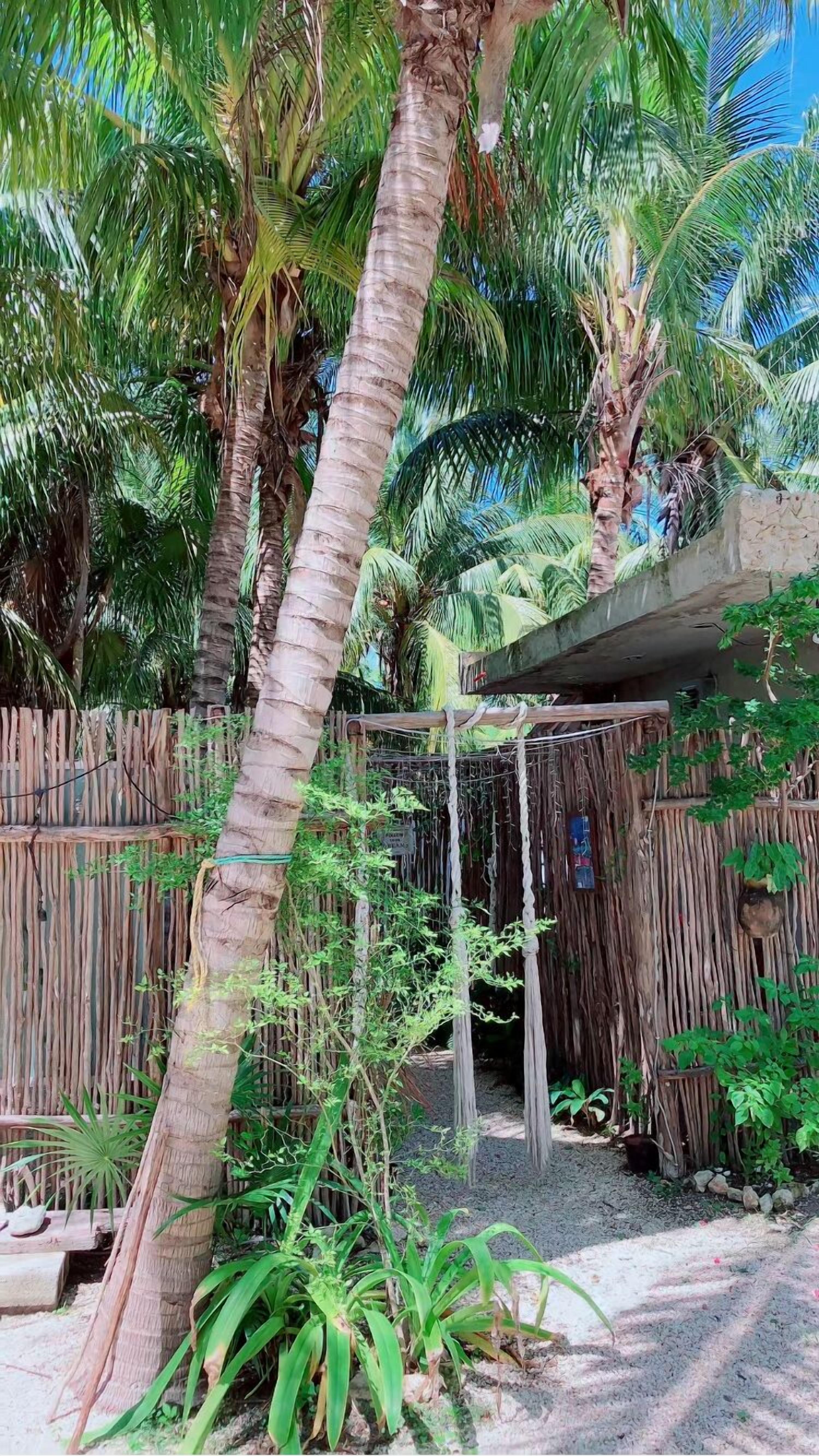 A tropical garden with palm trees, a bamboo fence, and a concrete structure.