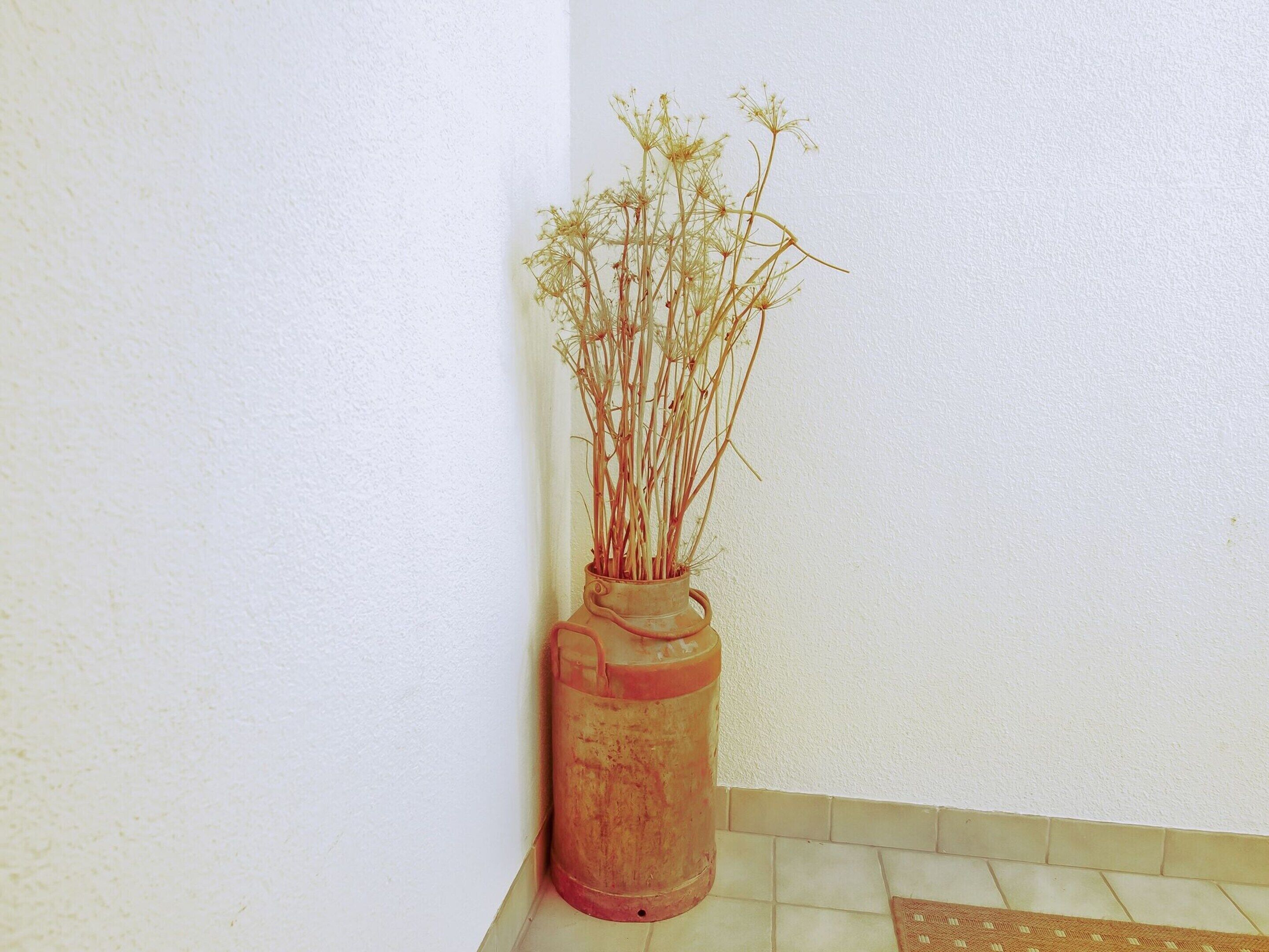 A potted plant with thin, delicate stems and small flowers in a cylindrical, rust-colored pot.