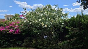 A garden with a variety of plants and flowers, including pink and white blooms, and a well-maintained lawn. - Bungalow in Ayamonte Near Portugal Border (Ayamonte)