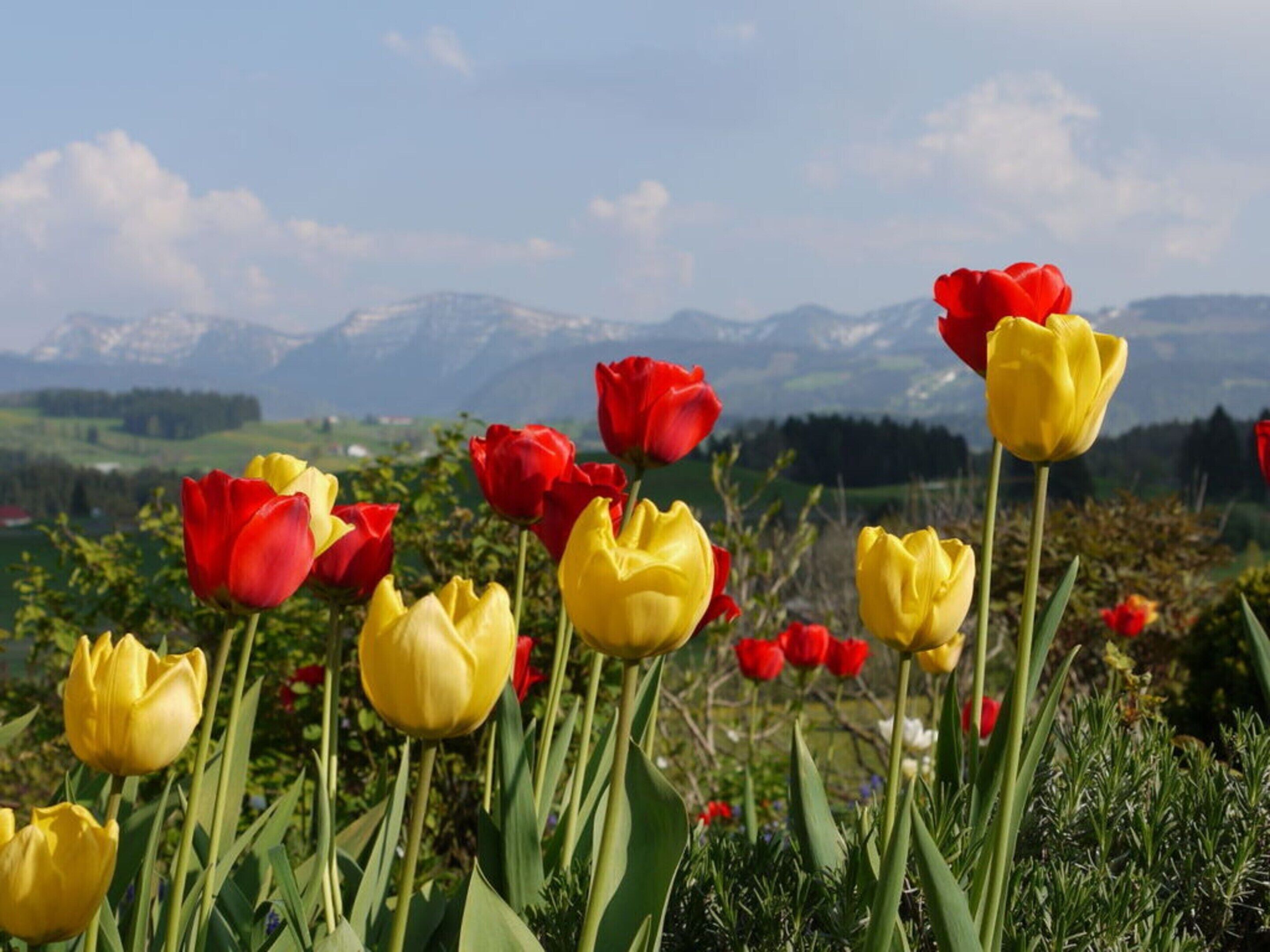 A field of tulips with a mountainous landscape in the background.