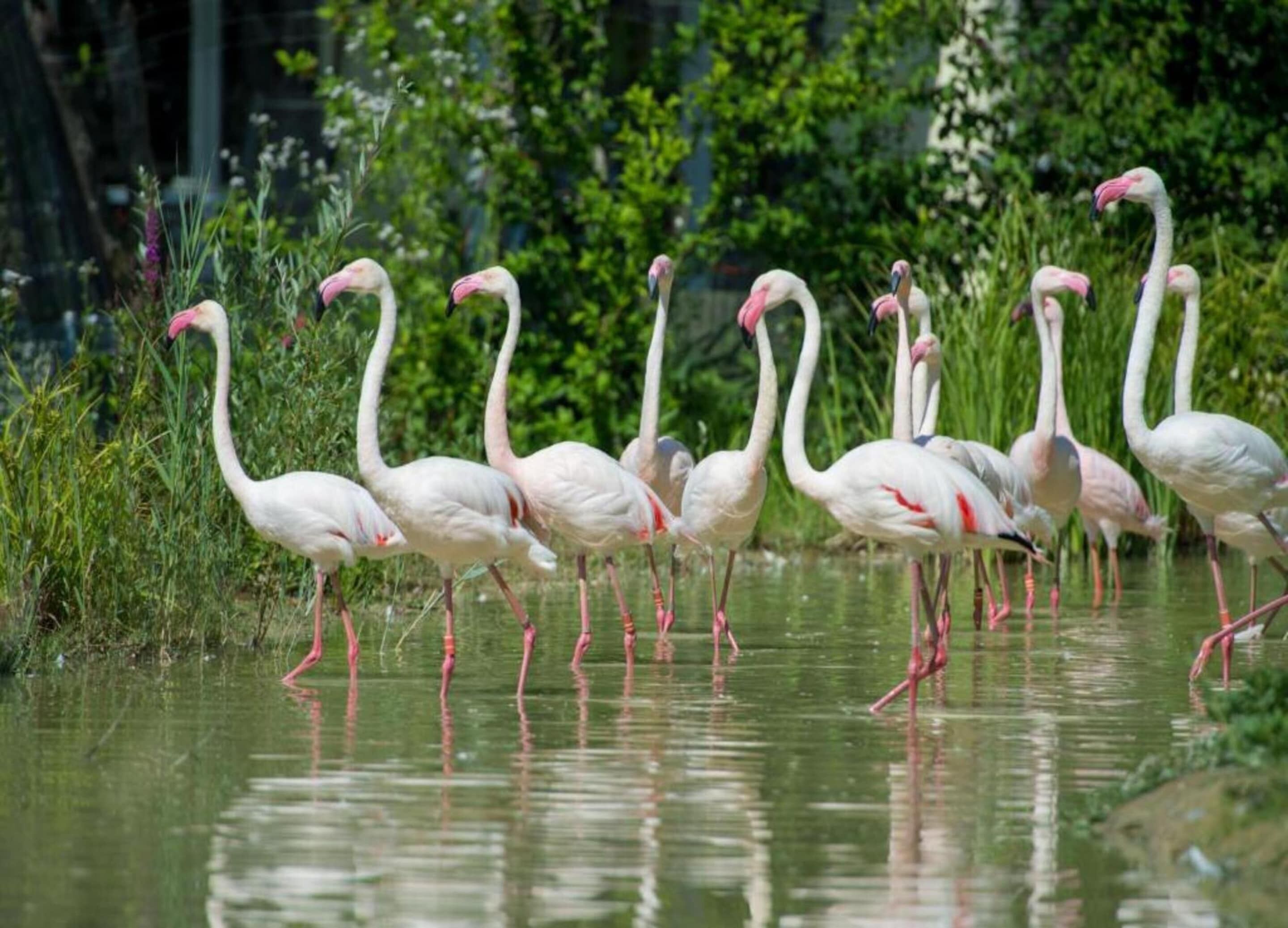 A group of flamingos standing in shallow water with greenery in the background.