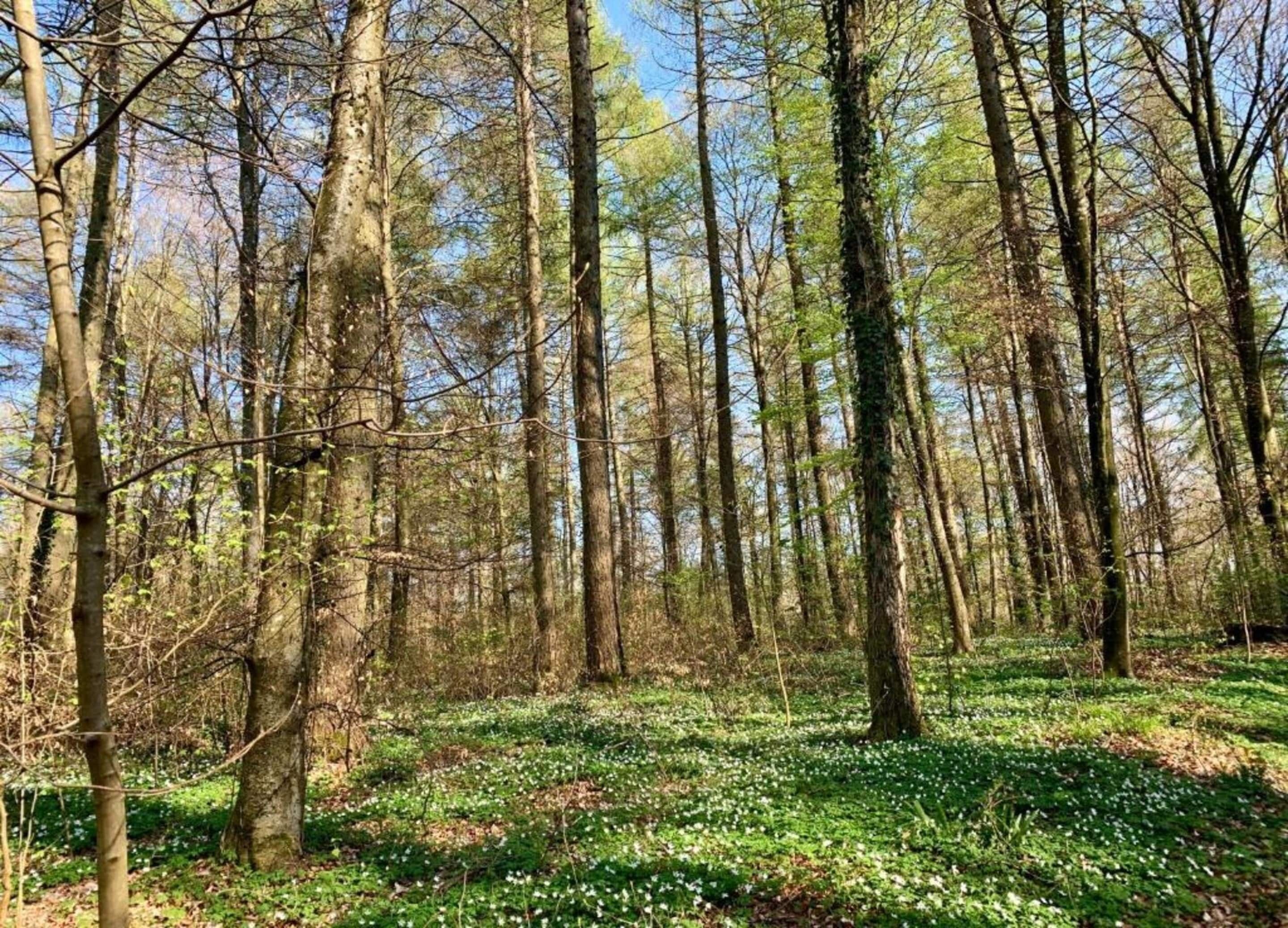 A forest with tall trees and a ground covered in green foliage and white flowers.