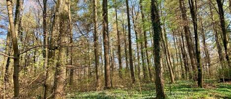 A forest with tall trees and a ground covered in green foliage and white flowers.