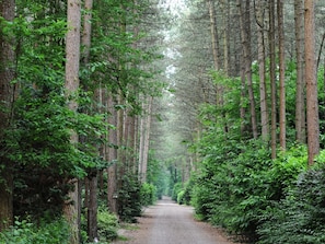 A forested path with tall trees on both sides.