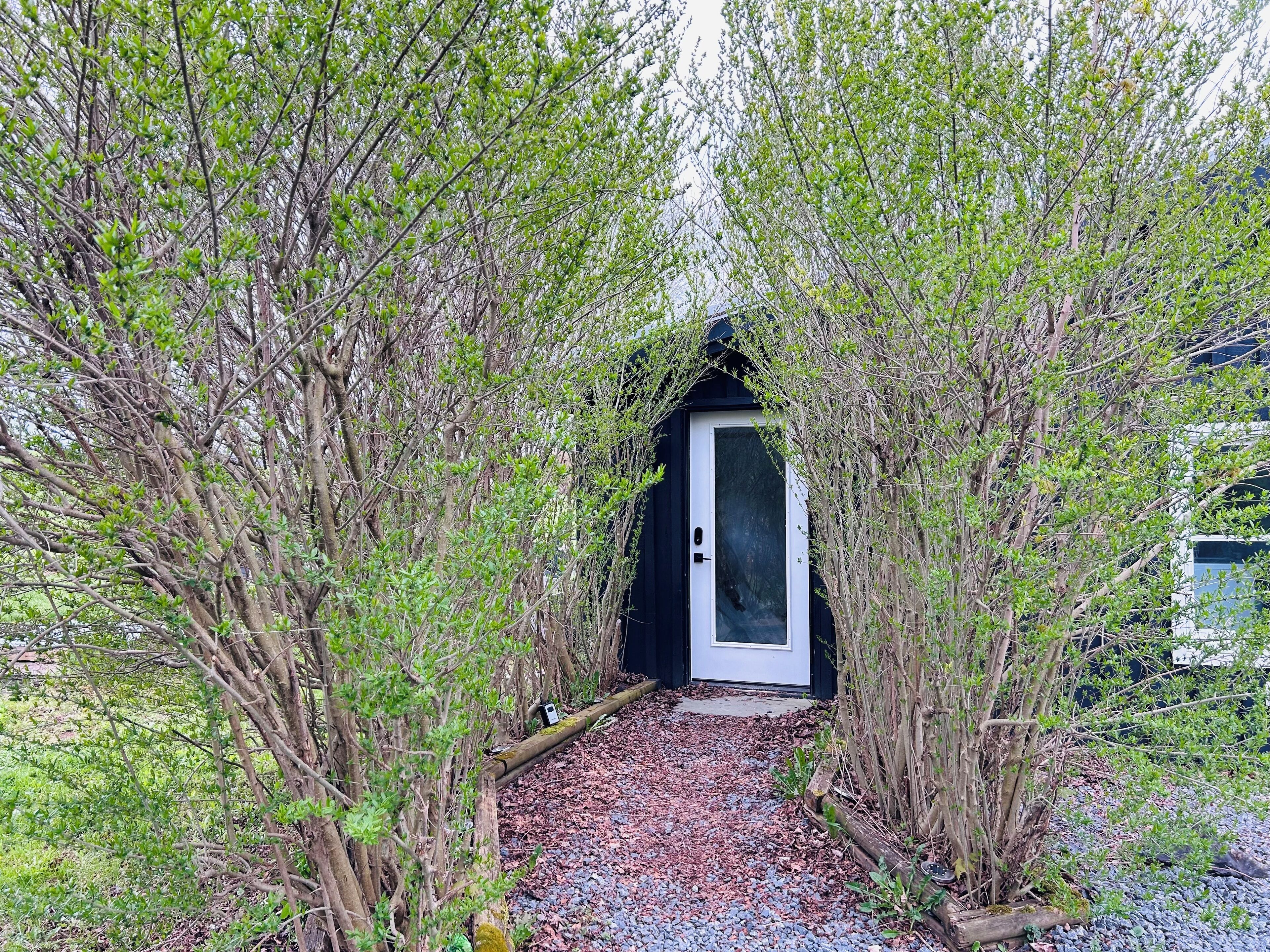 A pathway leading to a black door surrounded by green foliage.