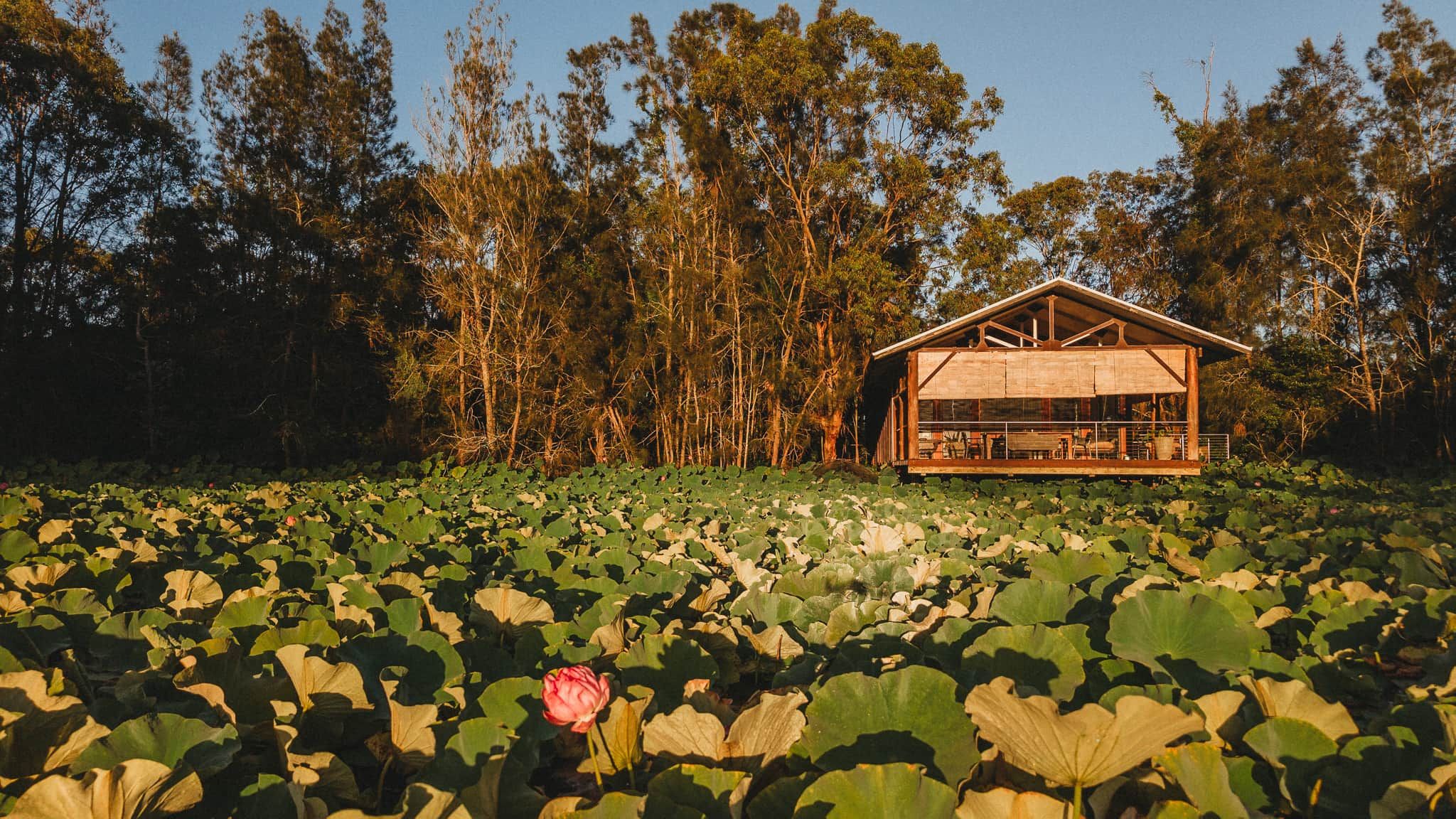 A wooden structure with a sloped roof, surrounded by a pond with lily pads and a single pink lotus flower.