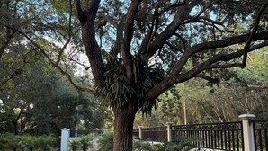 A large tree with a thick trunk and extensive branches, surrounded by a well-maintained garden with various plants and a paved walkway. - Glamping Miami Farm area RV friendly between Kendall and Key Largo hookup ready! (Miami)