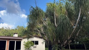 A swimming pool with a brick border, a large weeping willow tree, and a small house with a 'villa' sign. - Glamping Miami Farm area RV friendly between Kendall and Key Largo hookup ready! (Miami)