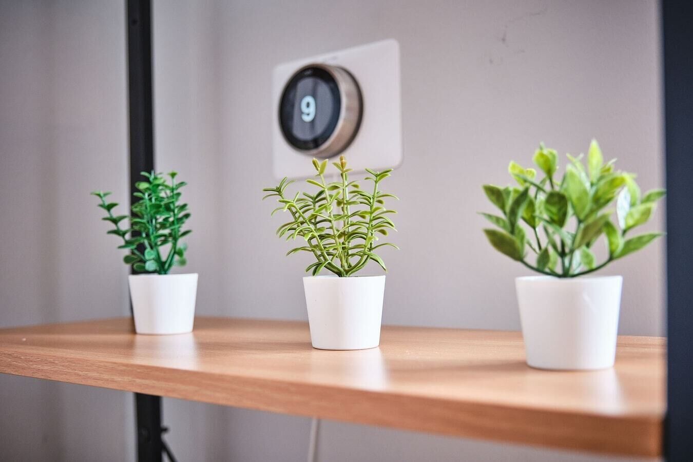 Drie potplanten op een houten tafel tegen een muur met een deur met het nummer 9.