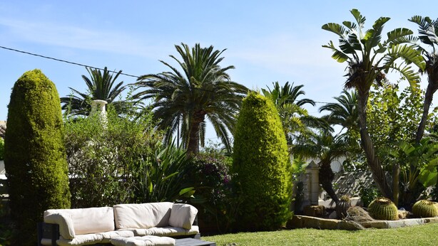 Un jardí amb un sofà i una taula de café, envoltat de plantes i arbres diversos.