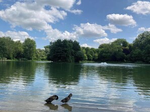 A calm lake with two ducks in the foreground and a boat in the distance. - Royas Home Private Studio (Zaventem)