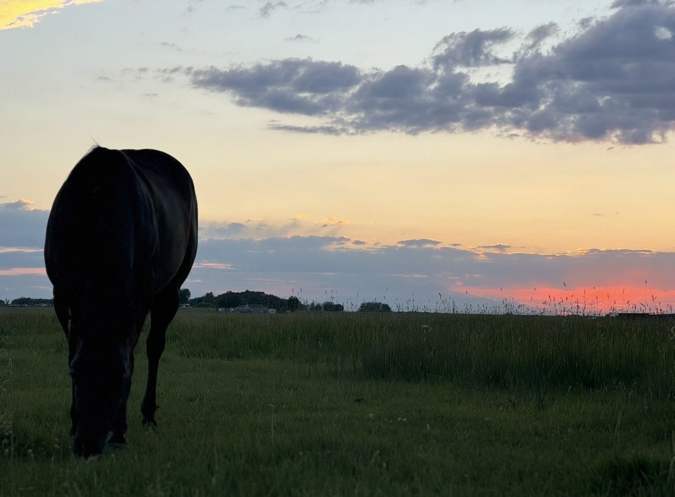 A horse grazing in a grassy field with a sunset in the background.