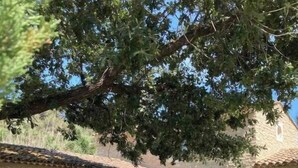 A stone-walled building with a tiled roof, surrounded by greenery and a large tree. - TRANQUIL RETREAT: DISCOVER PICTURESQUE COUNTRYSIDE FARMHOUSE WITH POOL (Ménerbes)