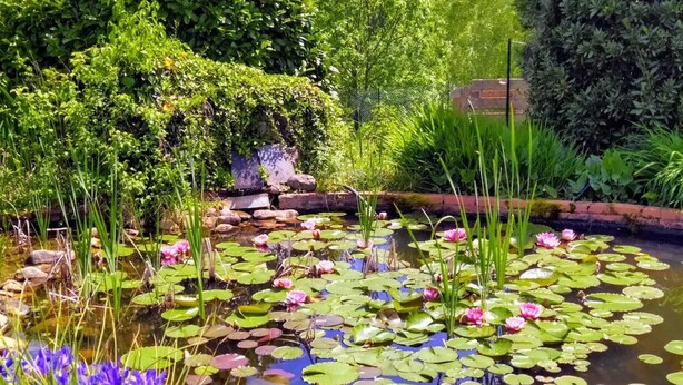 A pond with lily pads and water lilies surrounded by lush greenery.