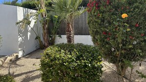 Un jardin avec un palmier, un arbuste aux fleurs rouges et un petit arbre aux fleurs jaunes.