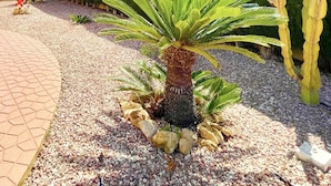 Ein gepflasterter Weg mit einer Palme und dekorativen Steinen.