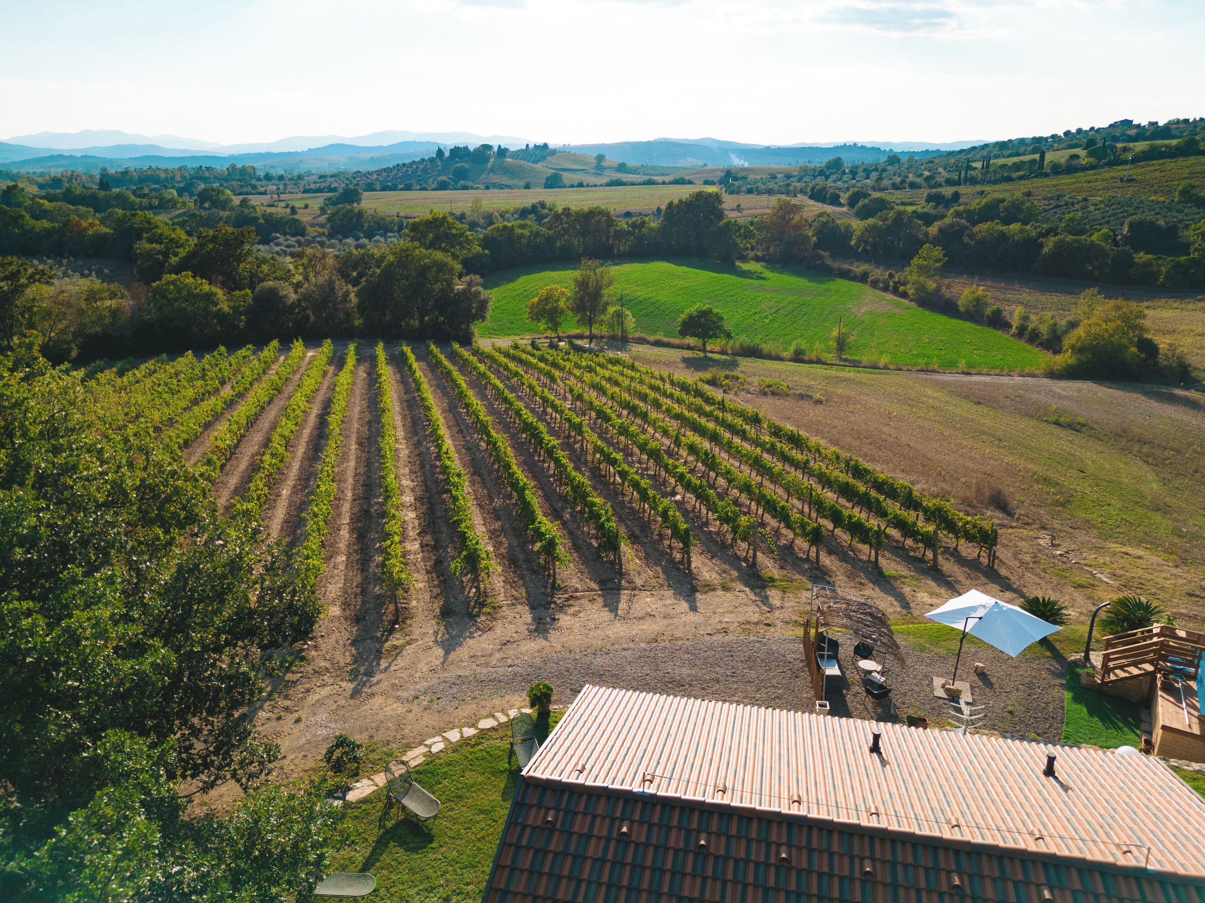 A vineyard with rows of grapevines, a patio area with chairs, and a building with a tiled roof.