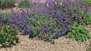 Een terras met een houten bank en stoelen, omringd door een tuin vol paarse bloemen.