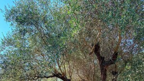 An olive grove with trees and a hammock.