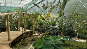 A greenhouse with a wooden deck, various plants, and a water feature. - tenuta castel dell'aquila (Fivizzano)