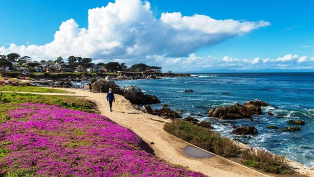 A coastal path with purple flowers, rocky shoreline, and a person walking.