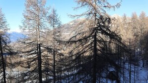 En skog med höga, lövträdlösa träd och en bergig bakgrund.