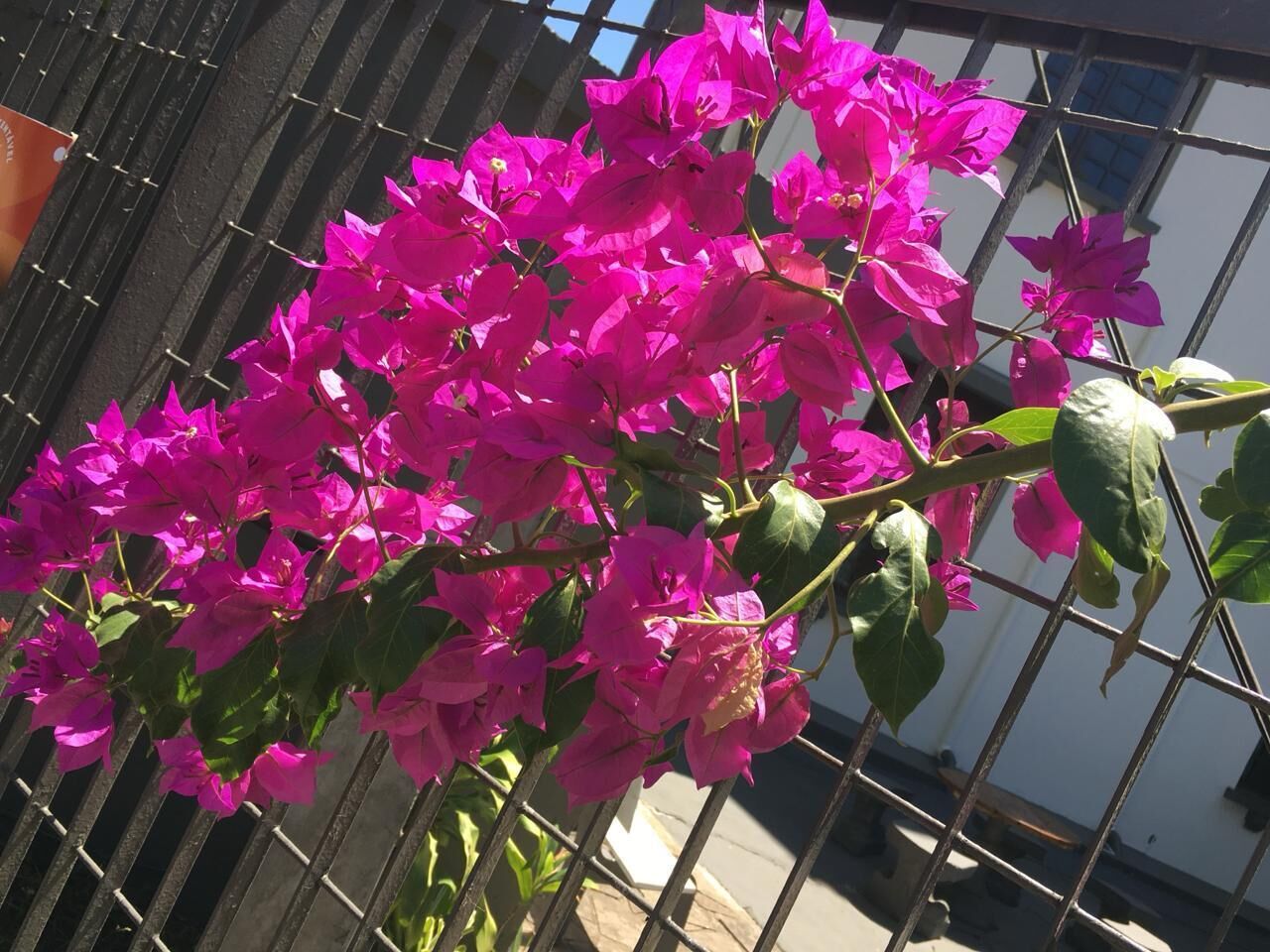 A plant with pink flowers against a metal fence.