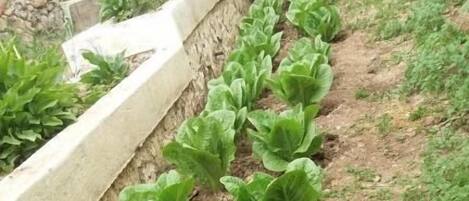 A garden with rows of leafy greens, a stone retaining wall, and a wooden fence.