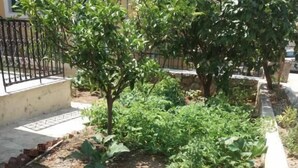 Un jardín con diversas plantas y un camino de ladrillo.