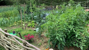 A garden with various plants and a wooden fence. - L'intemporelle (Ozourt)
