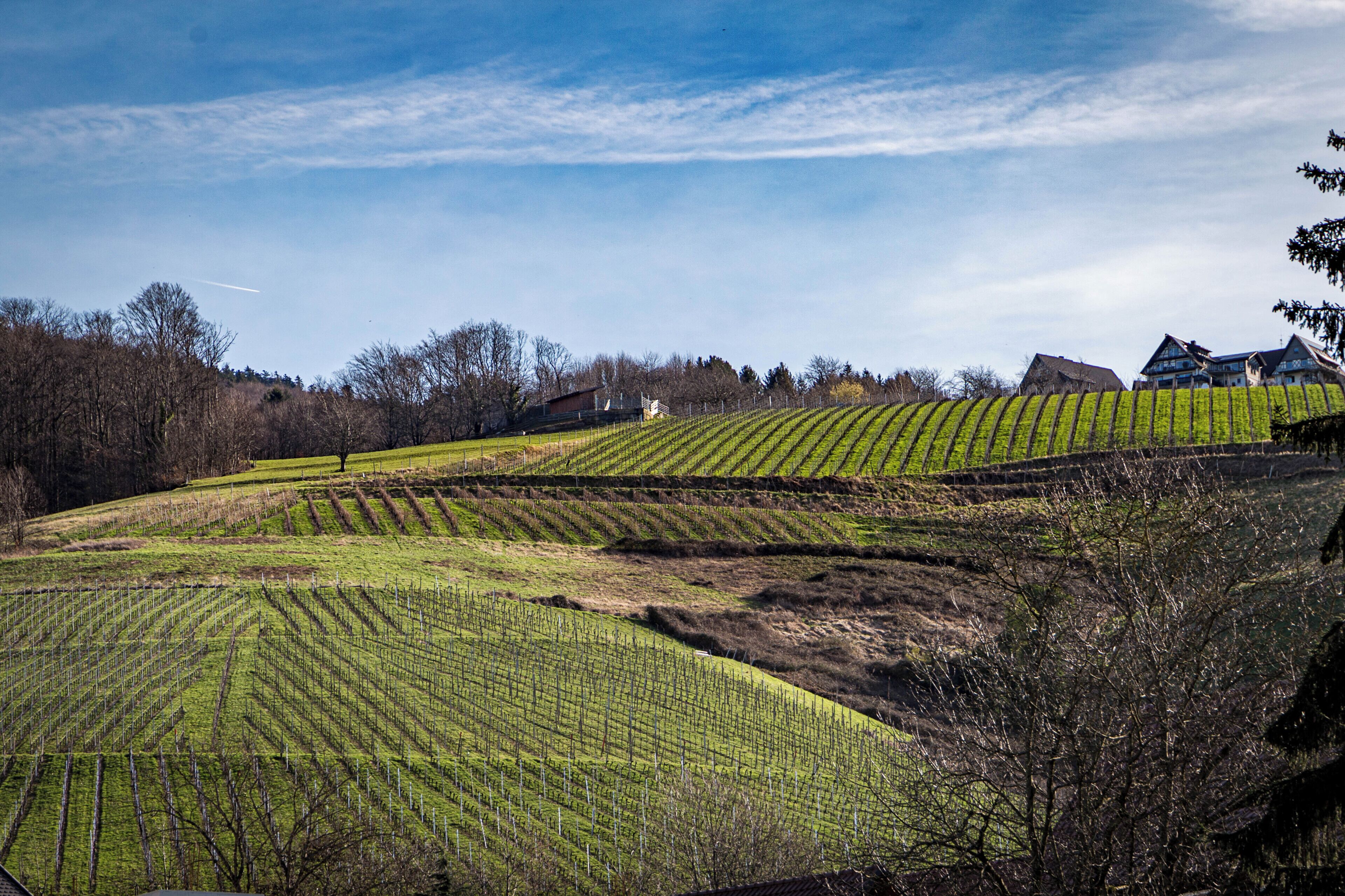 Terraced vineyards with a clear sky.