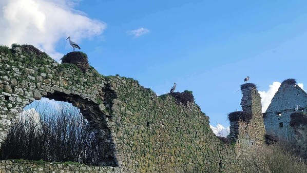 Ruinas antiguas de piedra con vegetación exuberante y aves posadas encima.