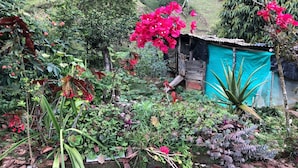 Een rustieke tuin met verschillende planten en een klein houten bouwwerk.