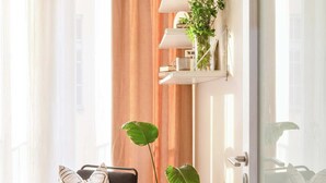 A room with a wooden floor, a black chair with a patterned cushion, a large potted plant, and a white door with a glass panel.