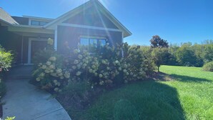 A modern house with a well-maintained lawn and hydrangea bushes.