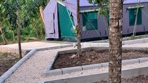 A garden area with concrete planters and a tree. - Jozani biosphere village  (Jozani)