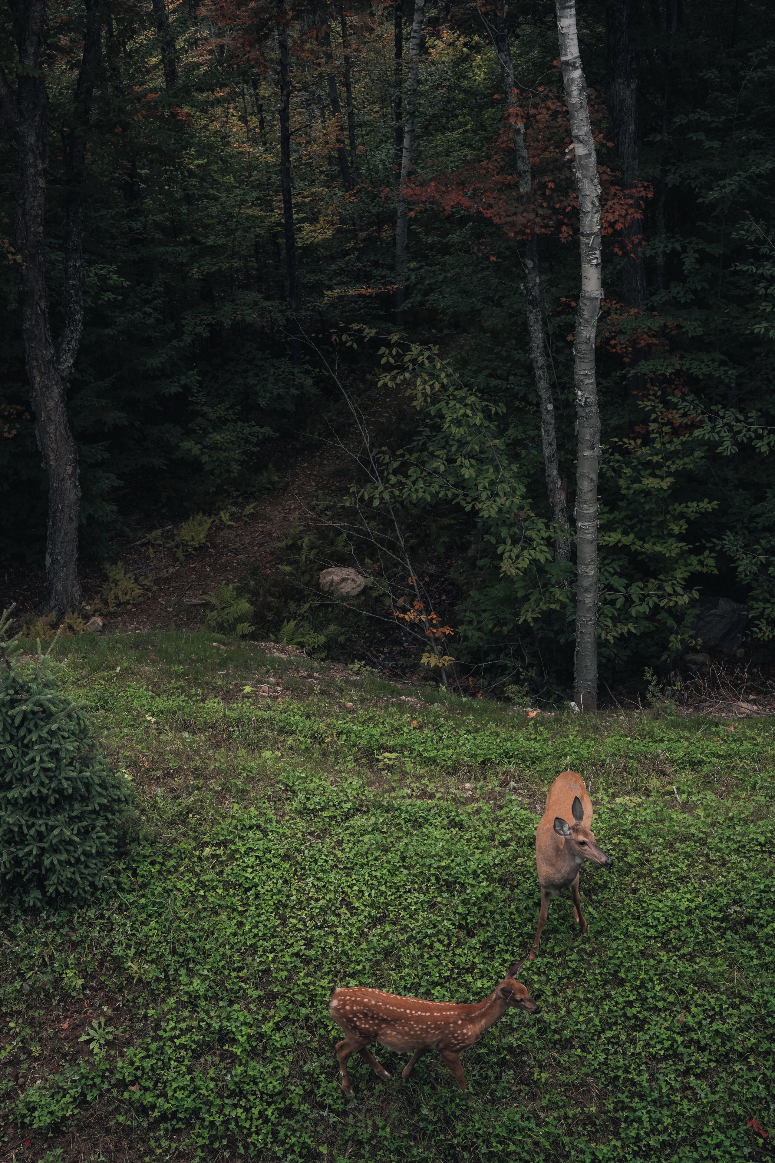 A forested area with deer.