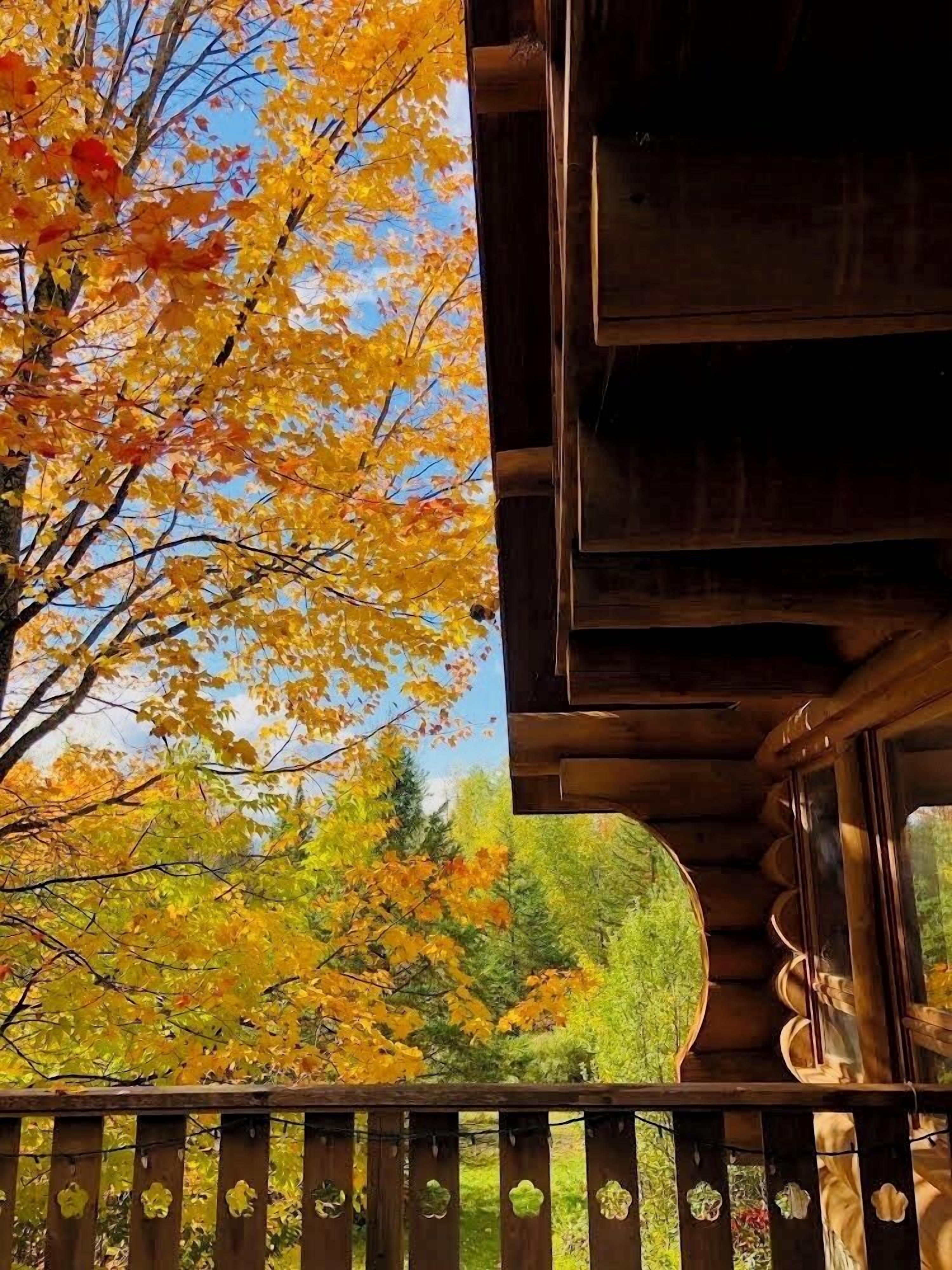 Une cabane en bois offrant une vue sur le feuillage automnal.