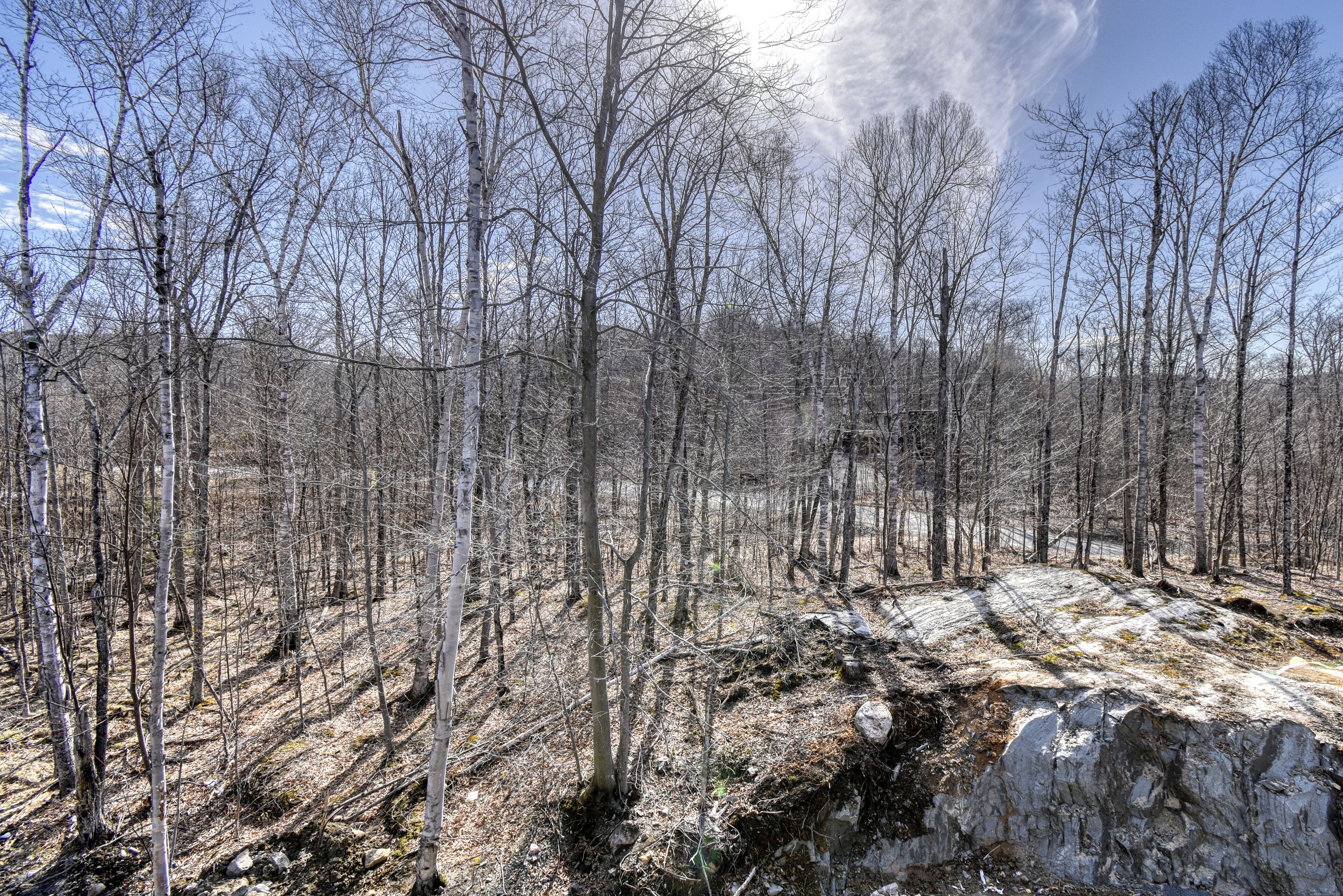 A forested area with bare trees and rocky terrain.